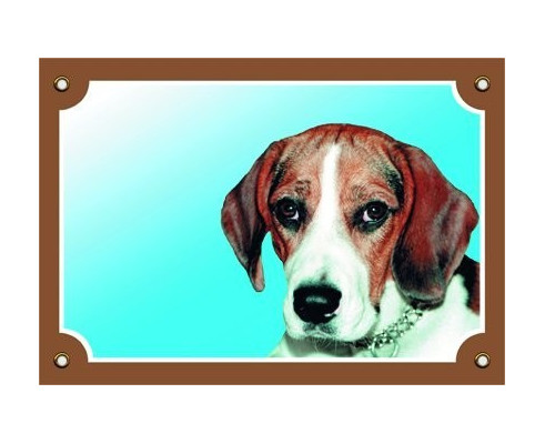 Beagle