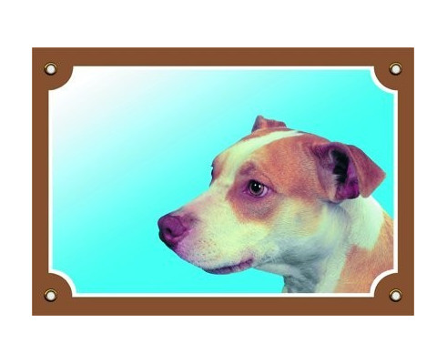 Pitbull