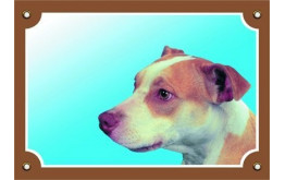 Pitbull