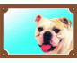 Angol bulldog