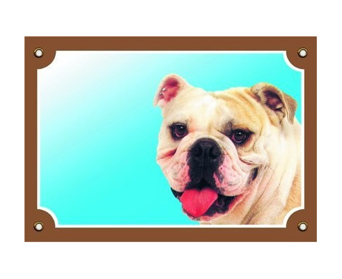 Angol bulldog