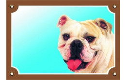 Angol bulldog
