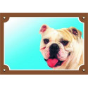 Angol bulldog