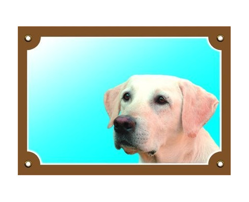 Labrador
