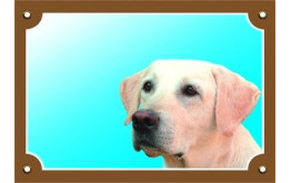 Labrador