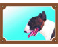 Bullterrier