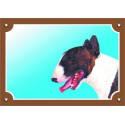 Bullterrier - fehér nyakú