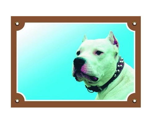 Argentin dog