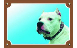 Argentin dog