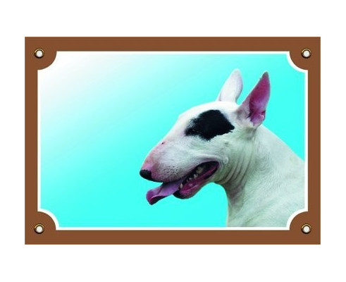 Bullterrier fehér